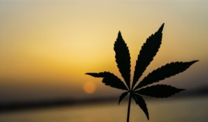 a single seven-leaf marijuana stem against a hazy setting sun in the background